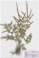 藏品(箭葉鳳尾蕨)的圖片